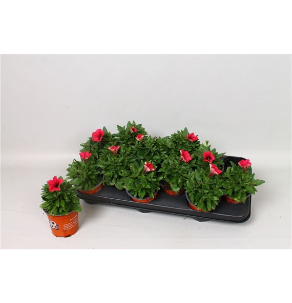 Petunia potunia neon Neon 20cm 10.5cm Q756