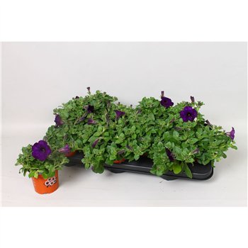 Petunia go!tunia blue Blue 20cm 10.5cm Q757