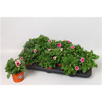 Petunia potunia piccola pink Pink Picotee 20cm 10.5cm Q758