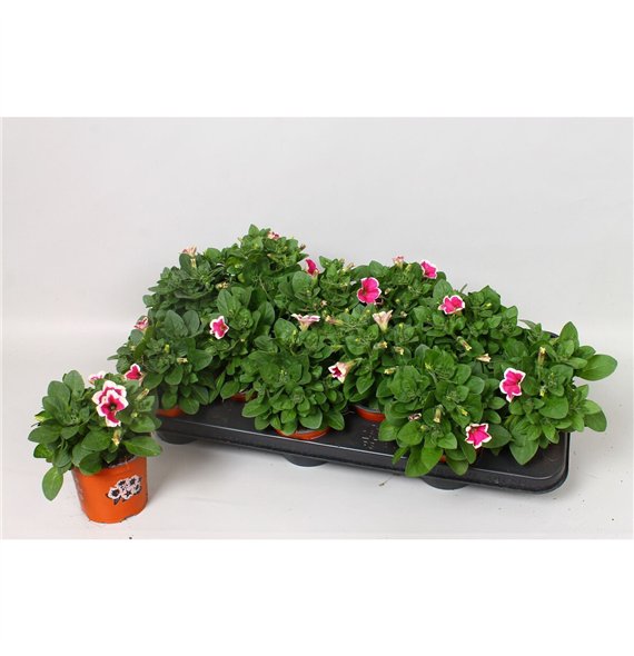 Petunia potunia piccola pink Pink Picotee 20cm 10.5cm Q758