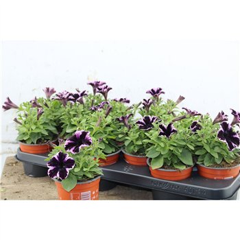 Petunia sweetunia miss marvelous Miss Marvelious 15cm 10.5cm Q759