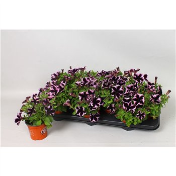 Petunia go!tunia cosmic purple Cosmic Violet 20cm 10.5cm Q760