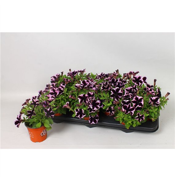 Petunia go!tunia cosmic purple Cosmic Violet 20cm 10.5cm Q760