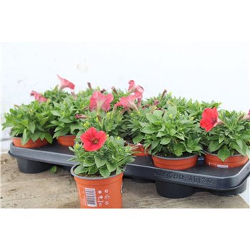 Petunia viva red 20cm 10.5cm Q761