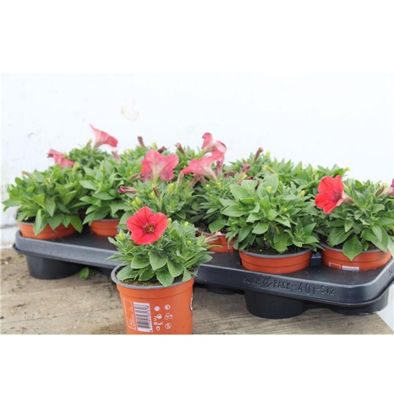 Petunia viva red 20cm 10.5cm Q761