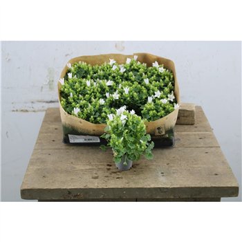 Campanula portenschlagiana Blue Take Port White Mini 10cm 5.5cm Q1016