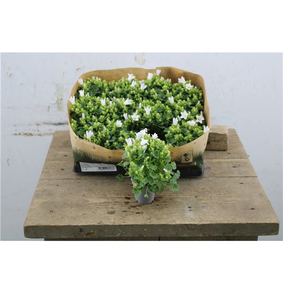 Campanula portenschlagiana Blue Take Port White Mini 10cm 5.5cm Q1016