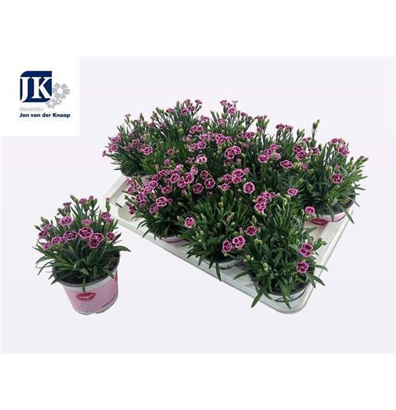 Dianthus diantica pink kisses Pink Kisses 25cm 12cm Q1288