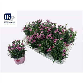 Dianthus diantica pink kisses Pink Kisses 25cm 12cm Q1289