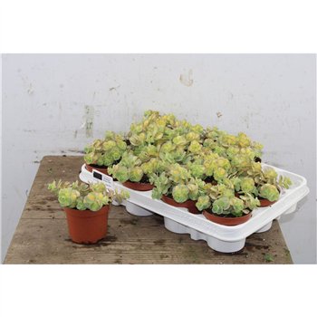 Sedum sieboldii mediovariegatum Mediovariegatum 12cm 9cm Q1891