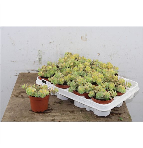 Sedum sieboldii mediovariegatum Mediovariegatum 12cm 9cm Q1891