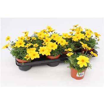 Bidens Compact1 pp 15cm 10.5cm Q2033