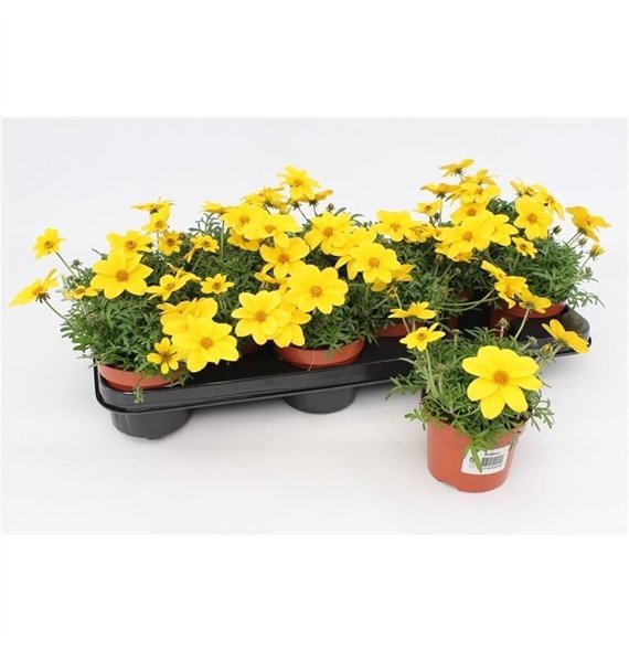 Bidens Compact1 pp 15cm 10.5cm Q2033