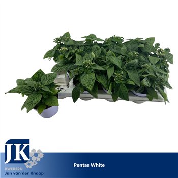 Pentas graffiti white White 20cm 12cm Q2034