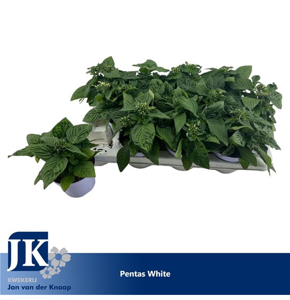 Pentas graffiti white White 20cm 12cm Q2034