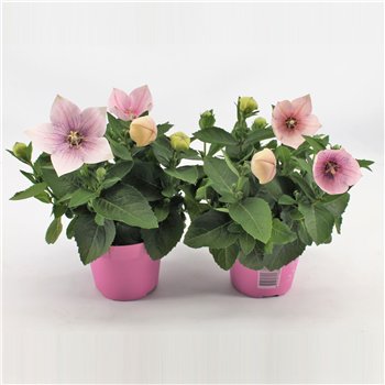 Platycodon grandiflorus astra pink Pink 22cm 12cm Q2037