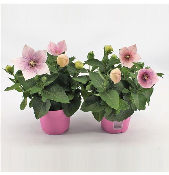 Platycodon grandiflorus astra pink Pink 22cm 12cm Q2037
