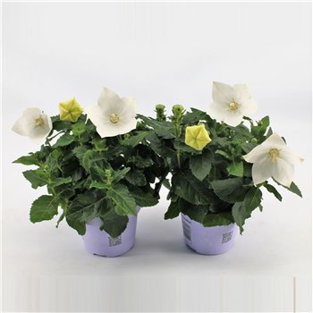 Platycodon grandiflorus astra white White 22cm 12cm Q2038