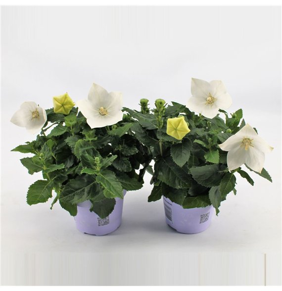 Platycodon grandiflorus astra white White 22cm 12cm Q2038