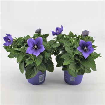 Platycodon grandiflorus astra blue Blue 22cm 12cm Q2039