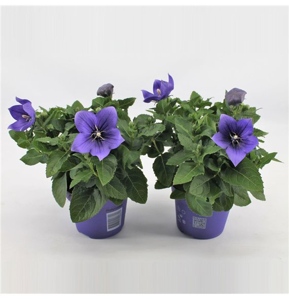 Platycodon grandiflorus astra blue Blue 22cm 12cm Q2039