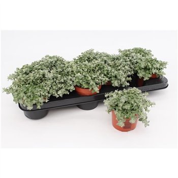 Helichrysum petiolare mini Petiolare Mini1 pp 15cm 10.5cm Q2058