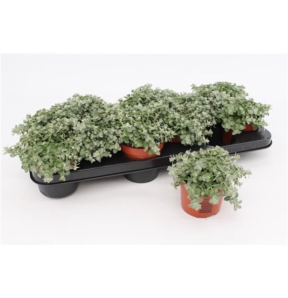 Helichrysum petiolare mini Petiolare Mini1 pp 15cm 10.5cm Q2058
