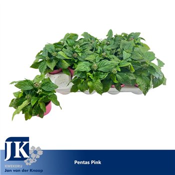 Pentas lanceolata graffiti pink Pink 20cm 12cm Q2066