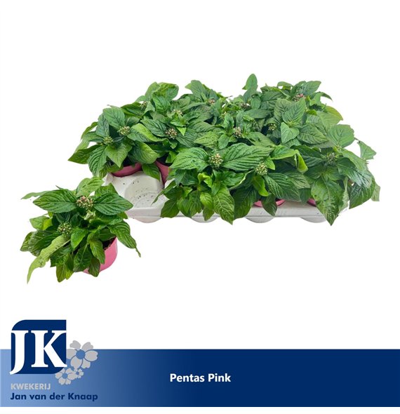 Pentas lanceolata graffiti pink Pink 20cm 12cm Q2066