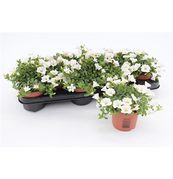 Calibrachoa white minifamous White1 pp 15cm 10.5cm Q2075