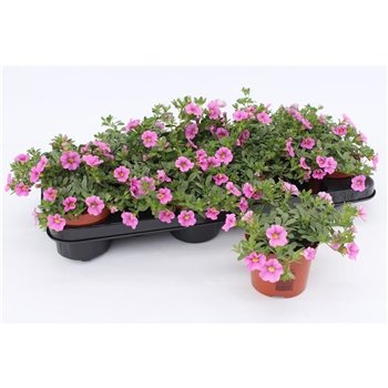 Calibrachoa callie pink Pink1 pp 15cm 10.5cm Q2076