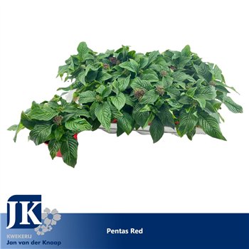 Pentas graffiti lipstick Red 22cm 12cm Q2079