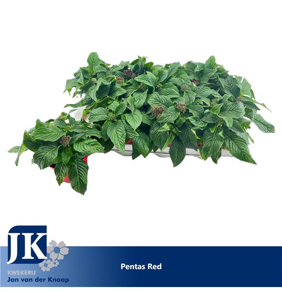 Pentas graffiti lipstick Red 22cm 12cm Q2079