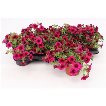 Calibrachoa minifamous purple Purple1 pp 15cm 10.5cm Q2087