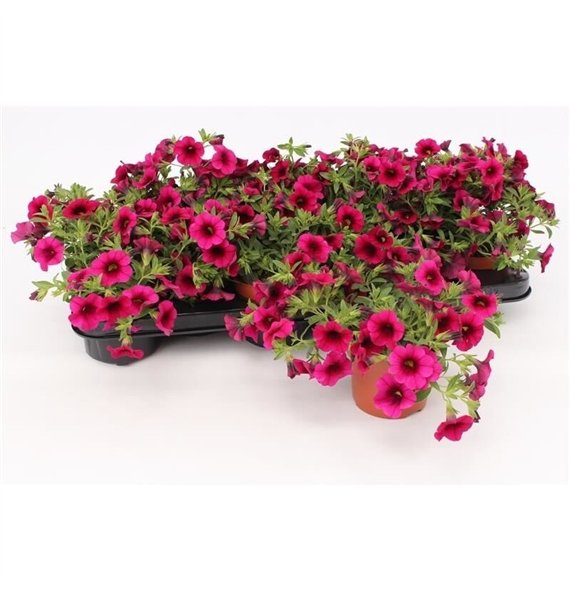 Calibrachoa minifamous purple Purple1 pp 15cm 10.5cm Q2087