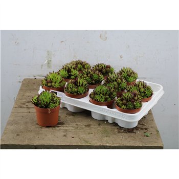 Sempervivum New York 12cm 9cm Q2099