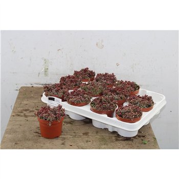 Sedum cyaneum rosenteppich Rosenteppich 11cm 9cm Q2100