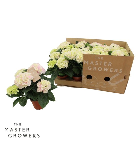 Hortenzija Hi Diamond macr  10cm 3+ flower ECO 3 fl 25cm 10cm Q2331