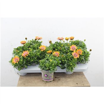 Osteospermum senorita quinty Osteo Marg Quinty 22cm 11cm Q3498