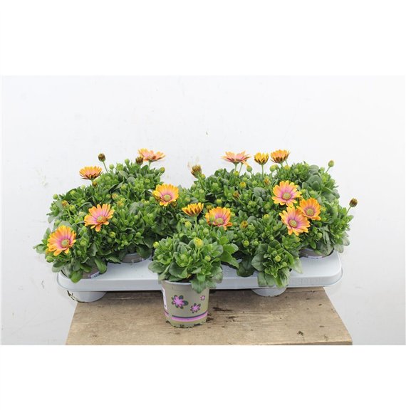Osteospermum senorita quinty Osteo Marg Quinty 22cm 11cm Q3498