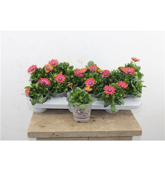 Osteospermum Senorita Andreea Osteo Marg 22cm 11cm Q3499
