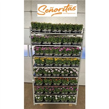 Osteospermum senoritas mixkar Osteo Senoritas Mix Cc 25cm 10.5cm Q3501