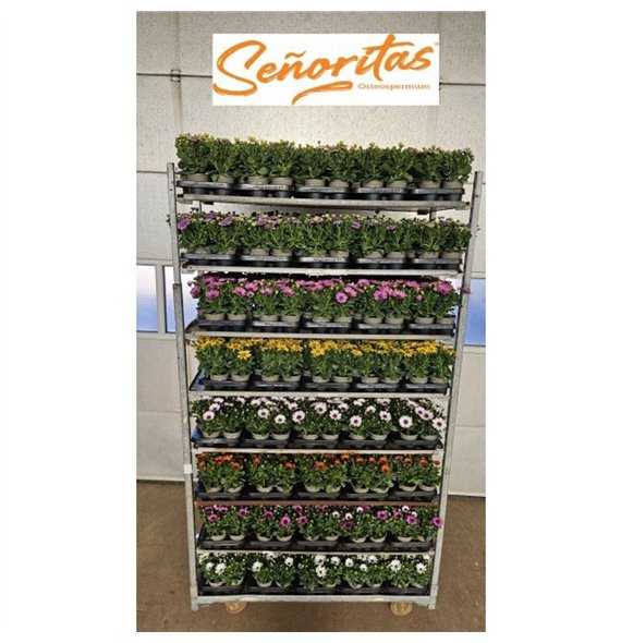 Osteospermum senoritas mixkar Osteo Senoritas Mix Cc 25cm 10.5cm Q3501