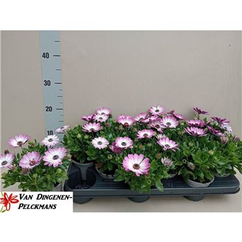 Pink Fantasy Osteo Marg 20cm 10.5cm Q3503