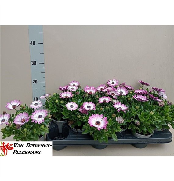 Pink Fantasy Osteo Marg 20cm 10.5cm Q3503