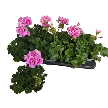 Pelargonium toscana sil linus Zonale Linus Pink 25cm 10.5cm Q3862