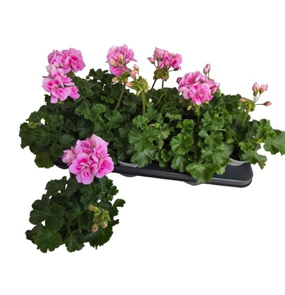 Pelargonium toscana sil linus Zonale Linus Pink 25cm 10.5cm Q3863