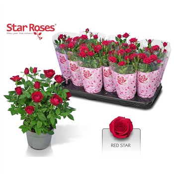 Vrtnica Rome Star Red 26cm 10.5cm Q5092
