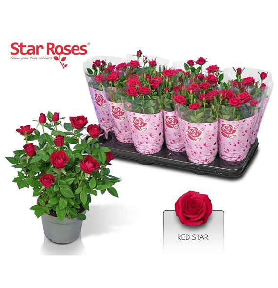 Vrtnica Rome Star Red 26cm 10.5cm Q5092