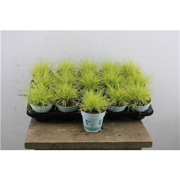 Festuca glauca amigold Amigold 25cm 10.5cm Q1745